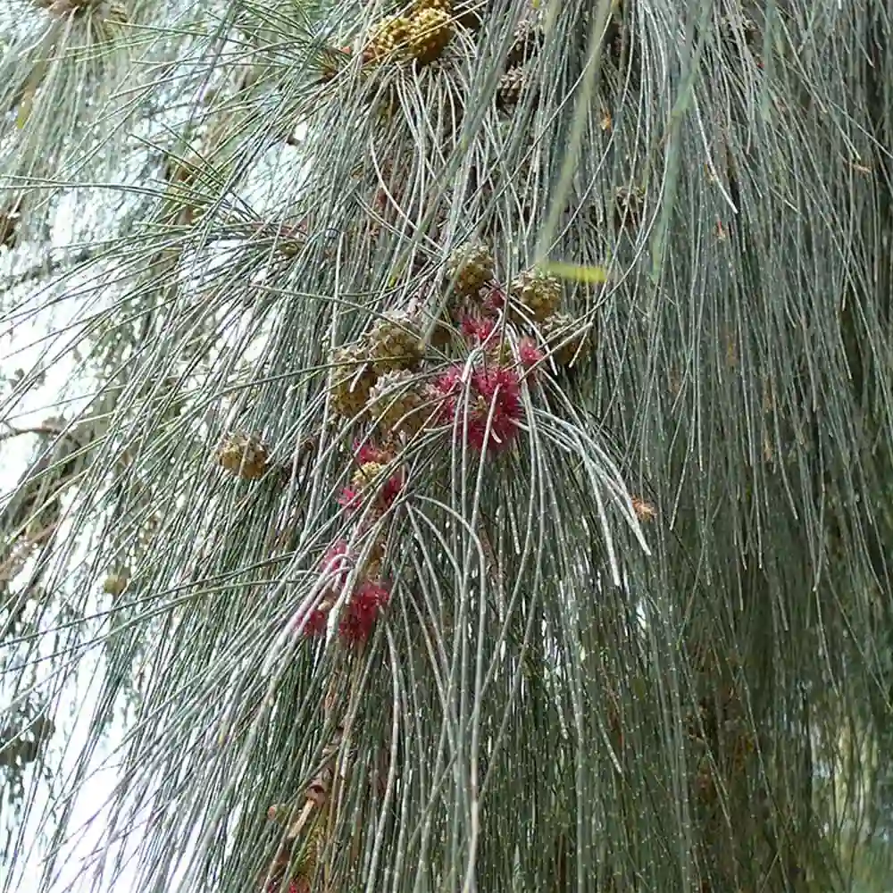 Casuarina (Saru) Plant